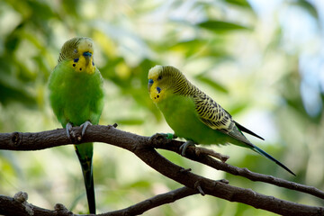 Parakeets are pale green with black bars on their backs, heads, and wings.