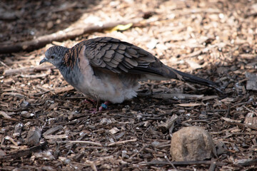 The peaceful dove has a pink-grey breast with checkered grey-brown wings.