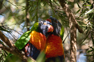 The rainbow lorikeet has a bright yellow-orange/red breast, a mostly violet-blue throat and a yellow-green collar.