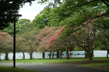 サルスベリの花が咲いている