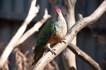 The rose crown fruit dove has a pink-red crown with a yellow border, orange underparts, and a distinctive yellow tail tip.