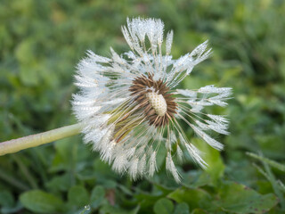 white dandelion with drops of morning dew