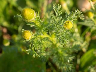chamomile flowers closeup