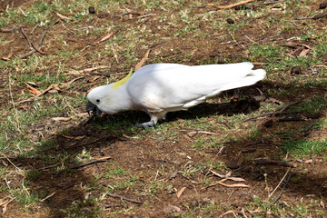 The sulphur crested cockatoo is a white bird with a yellow crest.