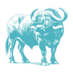 buffalo vector illustration