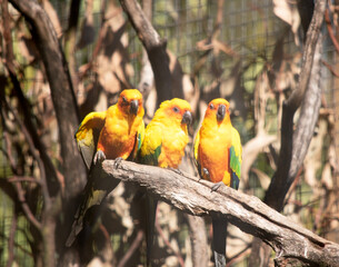 three sun conure parrots sitting on a branch