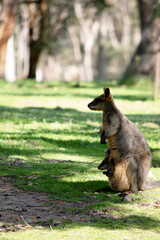 The swamp wallaby has dark brown fur, often with lighter rusty patches on the belly, chest and base of the ears.