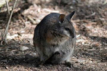 The tammar wallaby has a joey in her pouch with its tail sticking out