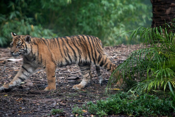 Tiger cubs are born with their stripes and only drink their mothers milk until they are 6 months old