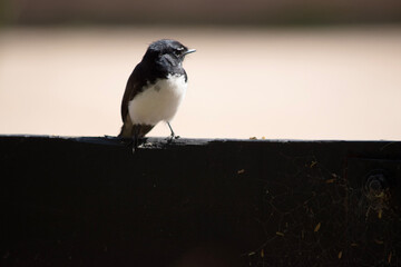 the willy wagtail is a small bird with a white breast and black body