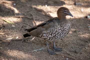 The females have a paler head with two white stripes, above and below the eye, a speckled breast and flanks, with a white lower belly and undertail