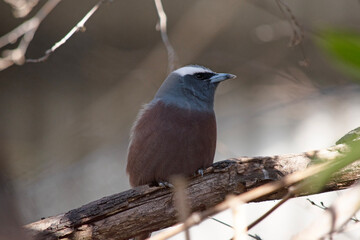 The white browed woodswallow is a grey bird with a dark grey face and white eyebrow