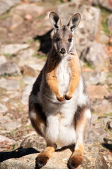 The Yellow-footed Rock-wallaby  is brightly coloured with a white cheek stripe