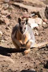 The Yellow-footed Rock-wallaby  is brightly coloured with a white cheek stripe