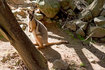the yellow footed rock wallaby has a grey body with white chest and tan on its face and arms