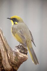the yellow tufted honeyeater has a bright yellow forehead, crown and throat, a glossy black mask and bright golden ear-tufts.