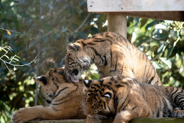 Young tigers have a coat of golden fur with dark stripes, the tiger is the largest wild cat in the world. Tigers are powerful hunters with sharp teeth, strong jaws and agile bodies.