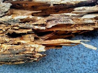 Rotten wood made by termite. look old and damage