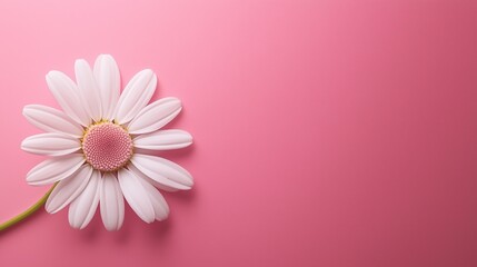 Beauty chamomile single flower copy space blank banner poster card pink background