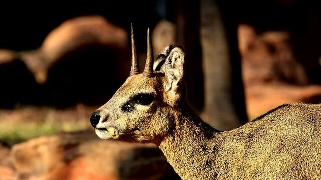 Profile view of adult Klipspringer chewing a fruit showing preorbital gland