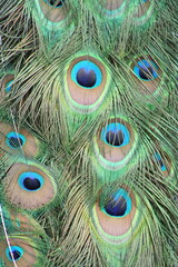 Fototapeta premium peacock feather close up