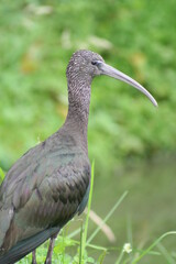 glossy ibis