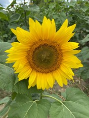 sunflower on the field