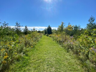 Grass path in a tall-grass meadow - Chemin gazonné dans une prairie aux herbes hautes © Vincent LQ