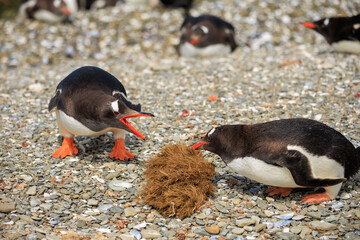 Two Gentoo penguins (pygoscelis papua) on a shell shoreline screaming at one another.  Falkland...