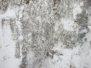 Old Wall Texture background with covered in moss
