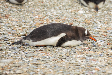Fototapeta premium A Gentoo penguin (pygoscelis papua) on a shell shoreline. Falkland Islands.