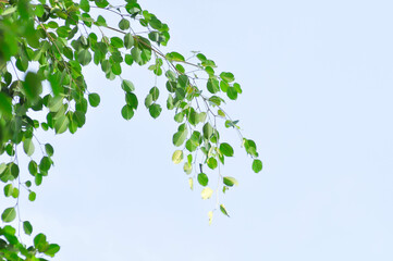 Ficus Benjamina  L or Moraceae, Golden Fig or Weeping Fig or Ficus Benjamina and sky