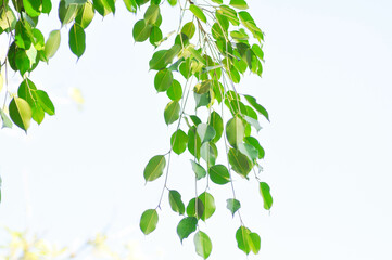 Ficus Benjamina  L or Moraceae, Golden Fig or Weeping Fig or Ficus Benjamina and sky