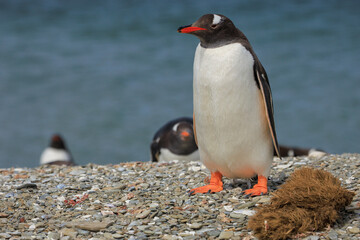 A Gentoo penguin (pygoscelis papua) on a shell shoreline.  Falkland Islands. © Grantat