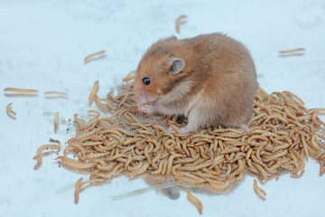 A Campbell dwarf hamster eating a colony of yellow meal worms. This rodent has the scientific name...