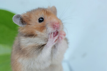 The cute and adorable face of a Campbell dwarf hamster. This rodent has the scientific name Phodopus campbelli.