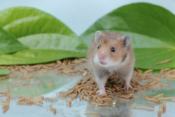 A Campbell dwarf hamster eating a colony of yellow meal worms. This rodent has the scientific name Phodopus campbelli.
