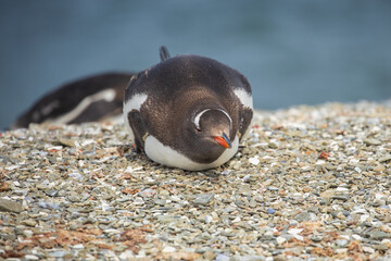 A Gentoo penguin (pygoscelis papua) on a shell shoreline.  Falkland Islands.