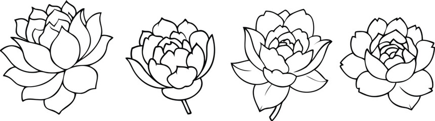 set of peony flowers