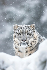  Snow leopard utilizing its exceptional camouflage in white snowy habitat