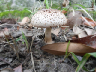Moon mushrooms with the scientific name Macrolepiota albuminosa.