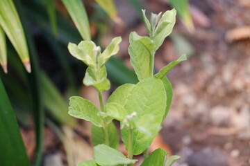 Close up of fresh green leaves of guava tree in the garden