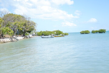 mangrove forest and boat in the sea at indoonesia