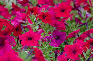 Colorful flowers in a garden