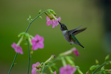 Flying ruby-throated hummingbird feeding on a flower