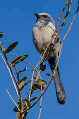 Florida Scrub Jay sitting on a tree branch