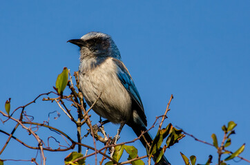 Florida Scrub Jay sitting on top of a tree branch