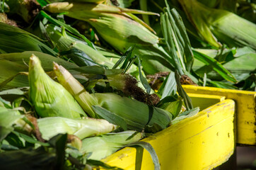 Fresh sweet corn in a crate for sale at a farmer's market