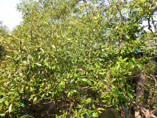 26 January, 2024. Moheskhali, Coksbazar. This is the Simul tree, the fruit of this long-lived tree contains cotton in Heel.