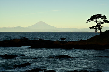 Mt. Fuji and a pine tree